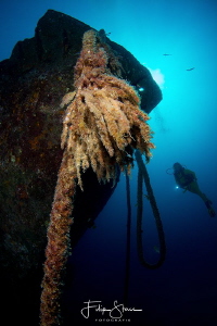 Diver at the Fang Ming wreck, La Paz, Mexico by Filip Staes 